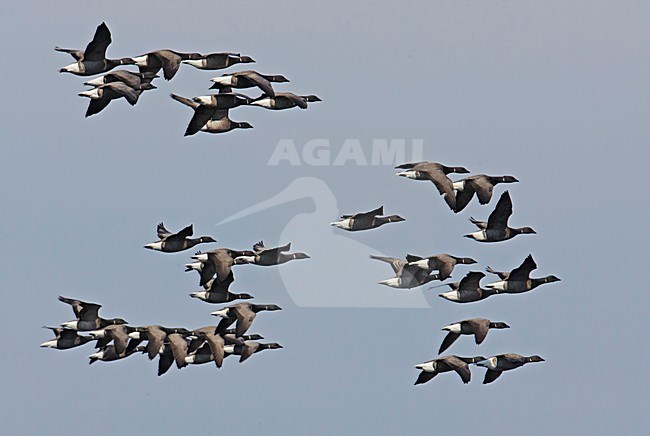 Groep Rotganzen in vlucht; Group of Dark-bellied Brent Geese in flight stock-image by Agami/Markus Varesvuo,