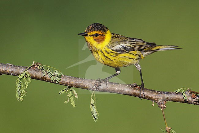 Adult male breeding
Galveston Co., TX
May 2012 stock-image by Agami/Brian E Small,