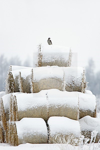 Havik in winters landschap; Northern Goshawk in winter setting stock-image by Agami/Markus Varesvuo,