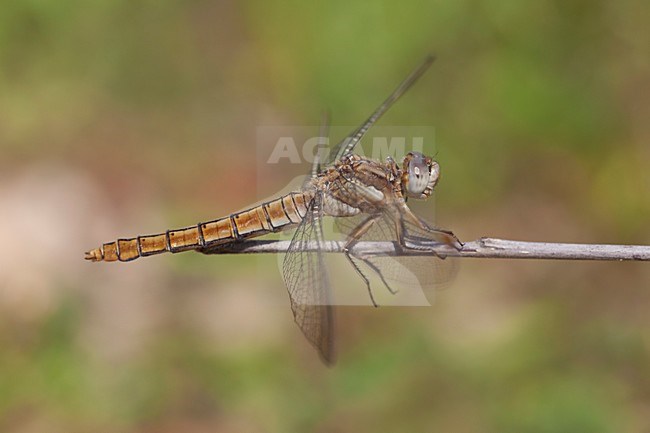 Imago Zuidelijke oeverlibel; Adult Southern Skimmer stock-image by Agami/Fazal Sardar,