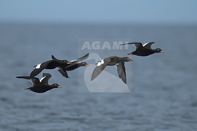 Velvet Scoter (Melanitta fusca), migrating flock in Baltic Sea, Finland stock-image by Agami/Kari Eischer,