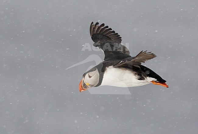 Volwassen Papegaaiduiker in de vlucht; Adult Atlantic Puffin in flight stock-image by Agami/Markus Varesvuo,