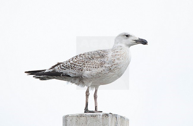 Second calender year Great Black-backed Gull (Larus marinus) in the Netherlands. Perched in the harbour of Den Oever. stock-image by Agami/Marc Guyt,