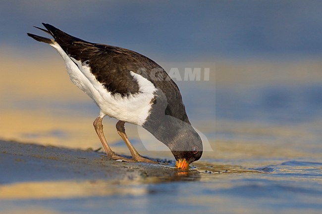 Scholekster foeragerend; Eurasian Oystercatcher foraging stock-image by Agami/Daniele Occhiato,