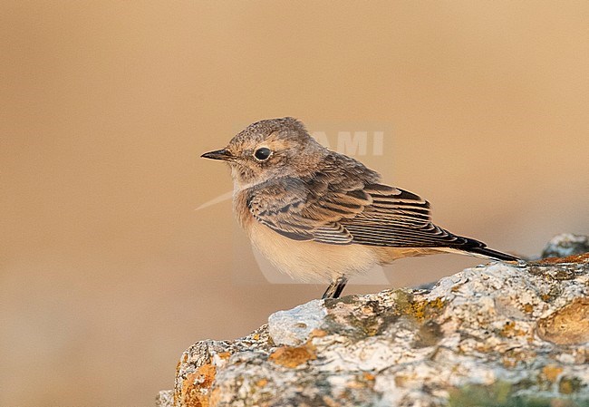 First-winter Pied Wheatear (Oenanthe pleschanka) during autumn migration at Cape Kaliakra, Bulgaria. Perched on an old ruin wall. stock-image by Agami/Marc Guyt,