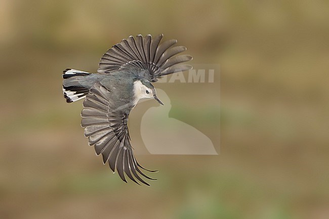 Adult female
Santa Barbara Co., CA
November 2021 stock-image by Agami/Brian E Small,