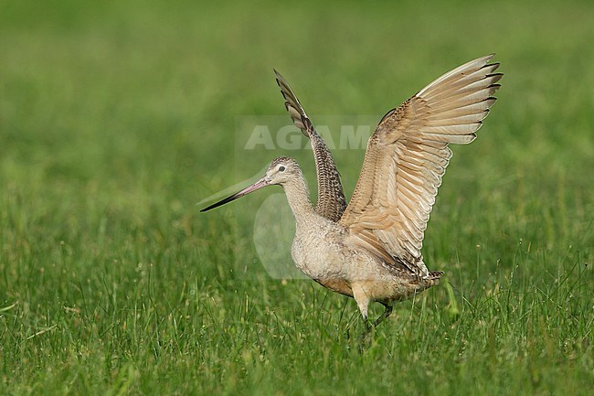 Adult
Galveston Co., TX
April 2015 stock-image by Agami/Brian E Small,