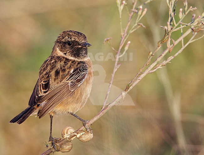 Mannetje Roodborsttapuit, Male European Stonechat stock-image by Agami/Markus Varesvuo,