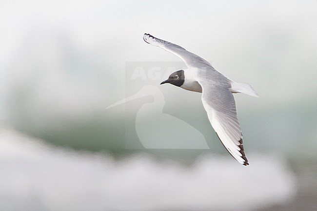 Bonaparte's Gull (Larus philadelphia) flying in Churchill, Manitoba, Canada. stock-image by Agami/Glenn Bartley,