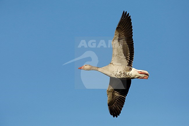 Grauwe gans; Western Greylag Goose; stock-image by Agami/Chris van Rijswijk,