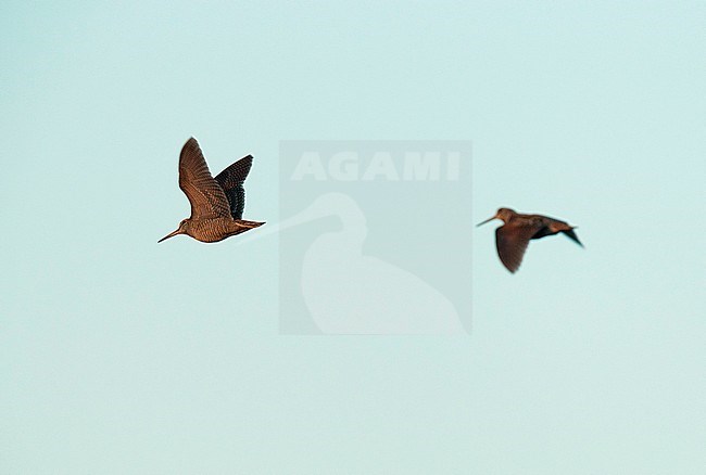 Two Eurasian Woodcocks (Scolopax rusticola) in display flight at dusk above a forest in Finland. stock-image by Agami/Dick Forsman,