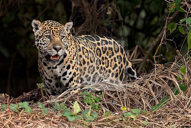Jaguar (Panthera onca) in the Pantanal of Brazil. It is an apex predator, meaning it is at the top of the food chain and is not preyed upon in the wild. stock-image by Agami/Glenn Bartley,
