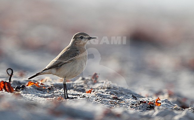 Isabelline Wheatear, Oenanthe isabellina (1stW) at the beach  in Gilleleje, Denmark stock-image by Agami/Helge Sorensen,