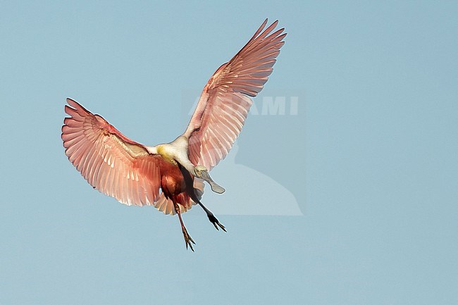 Adult Roseate Spoonbill, Platalea ajaja, landing
Galveston Co., Texas
May 2016 stock-image by Agami/Brian E Small,