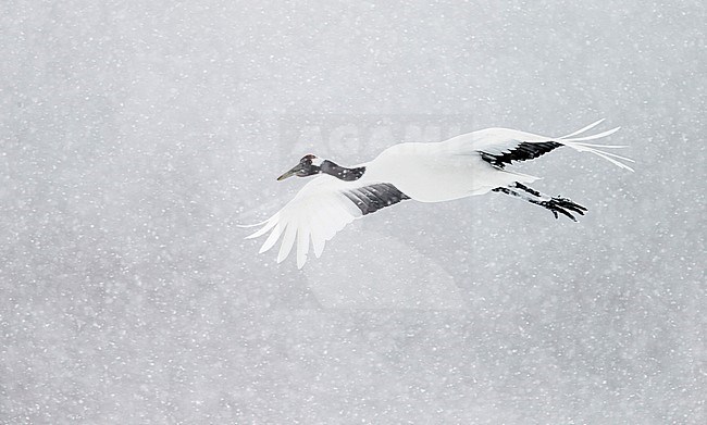 Chinese Kraanvogel vliegend, Red-crowned Crane flying stock-image by Agami/Markus Varesvuo,