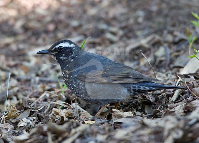 Immature Male Siberian Thrush foraging on floor of forest China, Jong mannetje Siberische Lijster foeragerend op de bodem van bos China stock-image by Agami/Ran Schols,