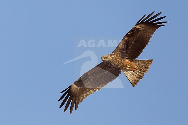 Juveniele Zwarte Wouw in de vlucht; Juvenile Black Kite in flight stock-image by Agami/Daniele Occhiato,