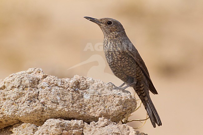 Passero solitario; Blue Rock Thrush; Monticola solitarius stock-image by Agami/Daniele Occhiato,