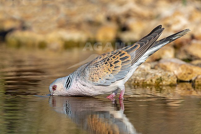 Turtle Dove drinking in a pond. stock-image by Agami/Onno Wildschut,