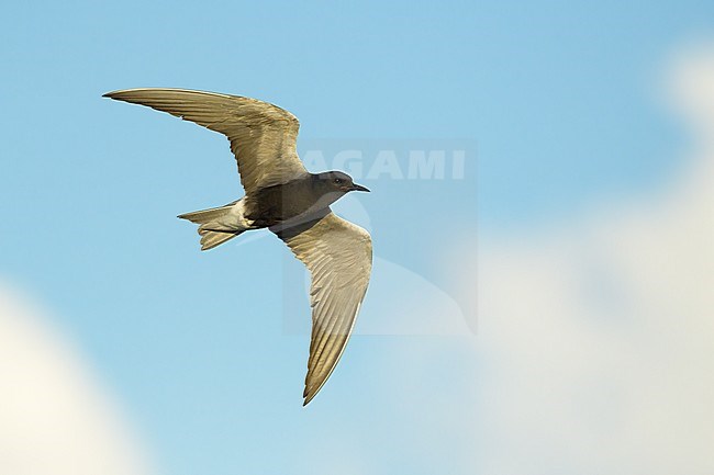 Adult breeding
Kidder Co., ND
June 2020 stock-image by Agami/Brian E Small,