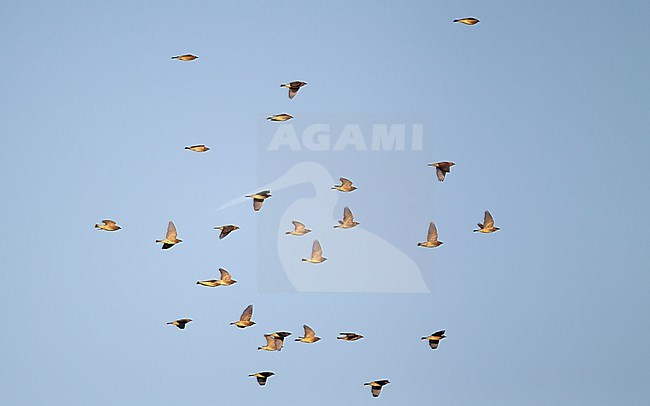 Cedar Waxwing (Bombycilla cedrorum) flock in flight on migration at Cape May, New Jersey, USA stock-image by Agami/Helge Sorensen,