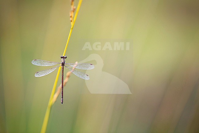 Vrouwtje Tengere pantserjuffer, Female Lestes virens stock-image by Agami/Wil Leurs,