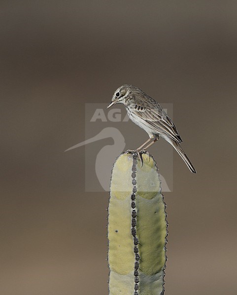 Berthelot's Pipit (Anthus berthelotii berthelotii) perched on a cactus at la Rasca, Tenerife, Canary Islands stock-image by Agami/Helge Sorensen,