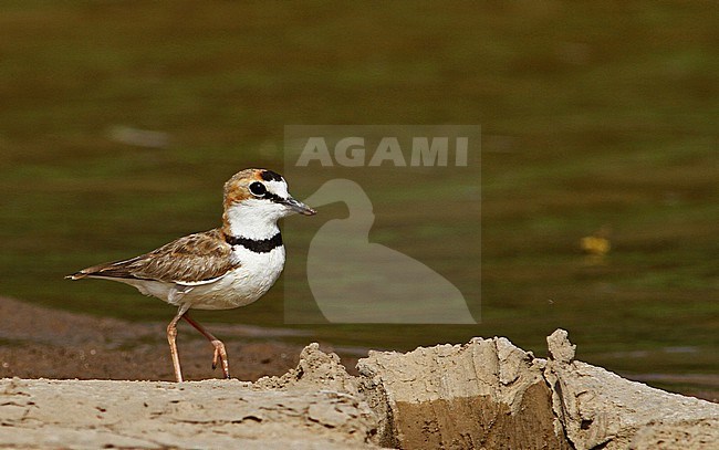 Collared Plover (Charadrius collaris) foraging near water stock-image by Agami/Ian Davies,