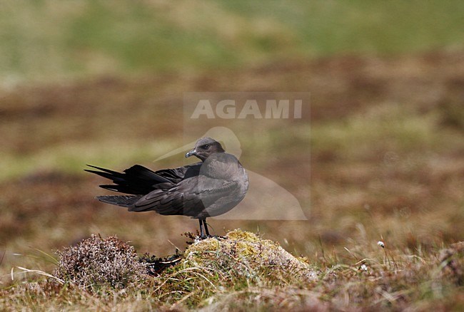 Kleine Jager, Parasitic Jaeger, Stercorarius parasiticus stock-image by Agami/Hugh Harrop,