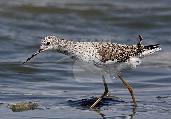 Poelruiter foeragerend; Marsh Sandpiper feeding stock-image by Agami/Markus Varesvuo,