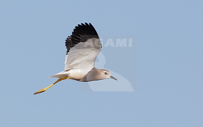 Breeding adult White-tailed Lapwing (Vanellus leucurus) in flight stock-image by Agami/Mike Danzenbaker,