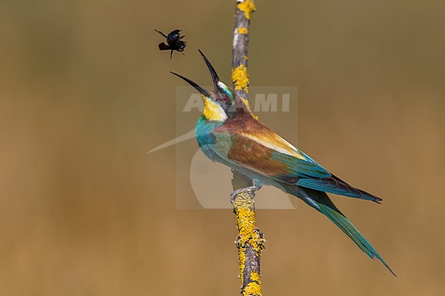 Bijeneter prooi omhoog gooiend, European Bee-eater throwing a prey up stock-image by Agami/Daniele Occhiato,