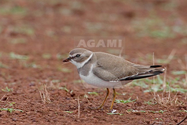 Amerikaanse Bontbekplevier; Semipalmated Plover stock-image by Agami/Daniele Occhiato,