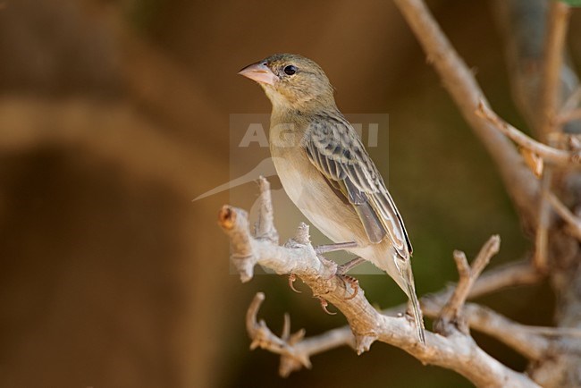 Tessitore di Ruppell; Ruppell's Weaver; Ploceus galbula stock-image by Agami/Daniele Occhiato,