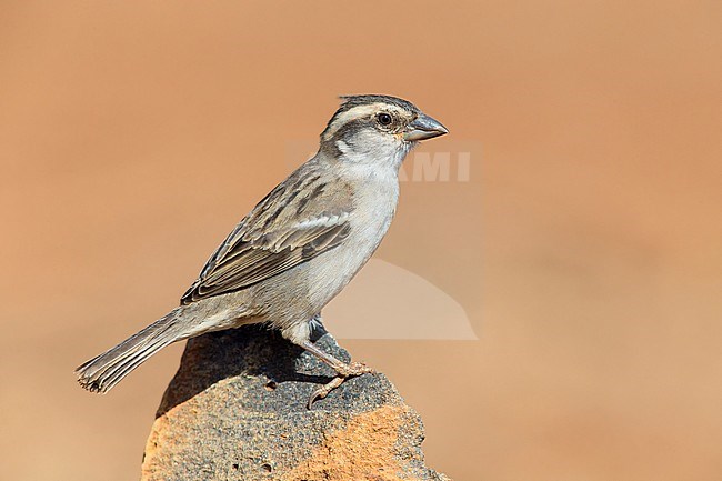 Iago Sparrow, Female, Santiago, Cape Verde (Passer iagoensis) stock-image by Agami/Saverio Gatto,