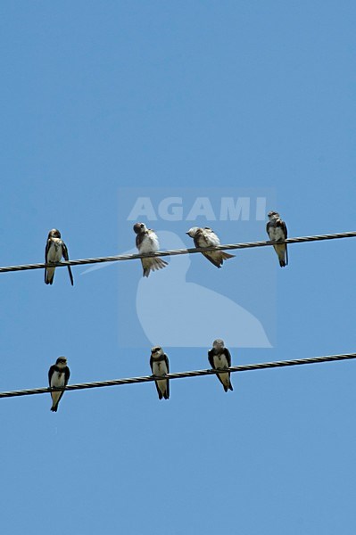 Sand Martin a group resting and preening on wire Spain, Oeverzwaluw een groep rustend en poetsend op draad Spanje stock-image by Agami/Wil Leurs,