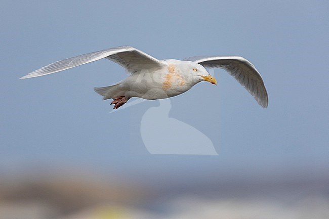 Glaucous Gull (Larus hyperboreus leuceretes), side view of an adult in flight, Western Region, Iceland stock-image by Agami/Saverio Gatto,