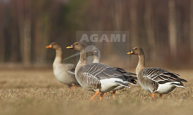 Groepje Taigarietganzen; Group of Taiga Bean Geese stock-image by Agami/Markus Varesvuo,