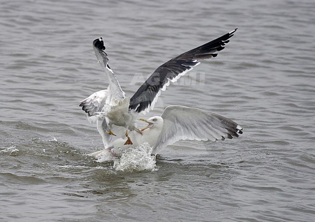 Grote Mantelmeeuw vechtend in water; Greater Black-backed Gull fighting in water stock-image by Agami/Reint Jakob Schut,