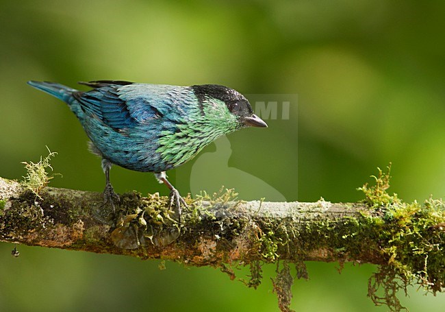 Heines Tangare, Black-capped Tanager stock-image by Agami/David Hemmings,