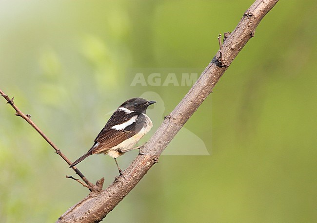 Aziatische Roodborsttapuit zittend op tak; Siberian Stonechat perched on branch stock-image by Agami/Roy de Haas,