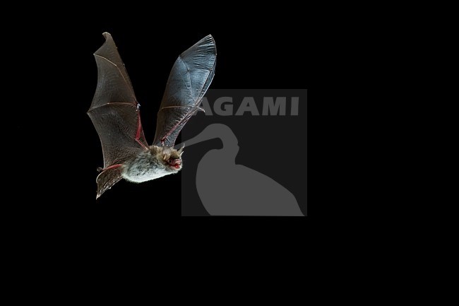 Franjestaart in de vlucht; Natterer\'s Bat in flight stock-image by Agami/Theo Douma,