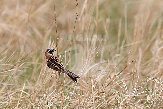 An adult male Japanese Reed Bunting or Ochre-rumped Bunting (Emberiza yessoensis ssp. continentalis) is perching on a stem. The far eastern mongolian population is hundreds of kilometre separated from the chinese or russian population. stock-image by Agami/Mathias Putze,