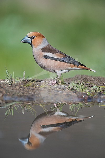 Hawfinch male reflection at pond; Coccothraustes coccothraustes; Alain Ghignone stock-image by Agami/Alain Ghignone,