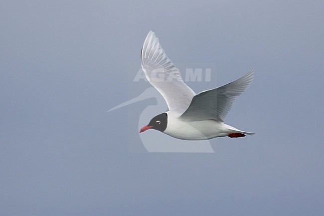 Volwassen Zwartkopmeeuw in zomerkleed in de vlucht; Adult summer Mediterranean Gull in flight stock-image by Agami/Daniele Occhiato,