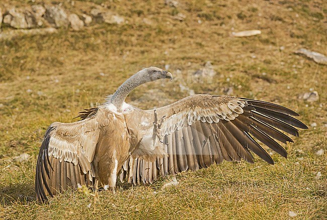 Griffon Vulture, Gyps fulvus stock-image by Agami/Alain Ghignone,