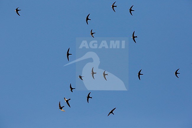 Large flock of Common Swifts (Apus apus) in flight in Portugal. stock-image by Agami/Chris van Rijswijk,