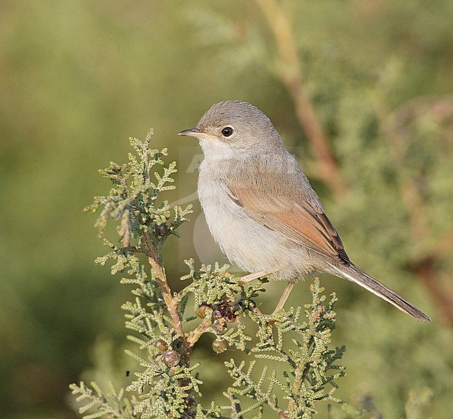 Juveniele Brilgrasmus, Juvenile Spectacled Warbler stock-image by Agami/Mike Danzenbaker,