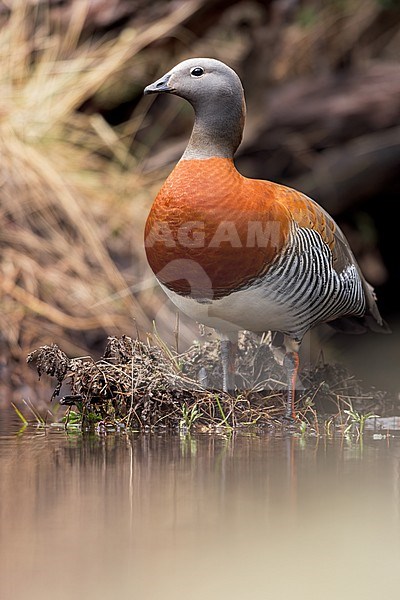 Ashy-headed Goose (Chloephaga poliocephala) resting by a stream in Argentina stock-image by Agami/Dubi Shapiro,