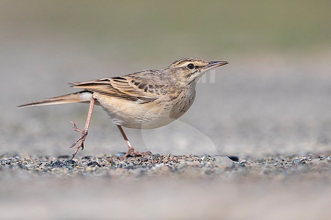 Tawny Pipit; Anthus campestris stock-image by Agami/Daniele Occhiato,